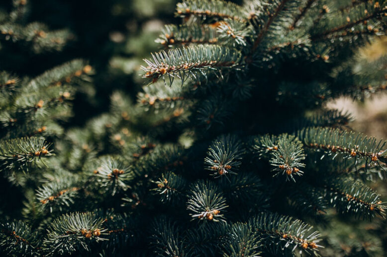 treecycle